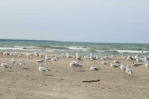 Seagulls On The Beach photo