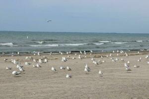 Seagulls On The Beach photo