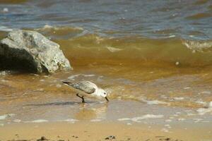 Seagulls On The Beach photo