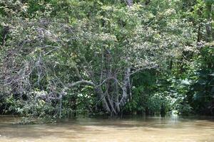 Landscape Along The Pearl River From A Boat On The Honey Island Swamp Tour In Slidell Louisiana photo