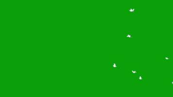 colombes en volant vert écran partie 4 video