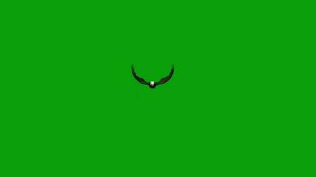 aquila volante verde schermo video