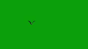 águila volador verde pantalla video