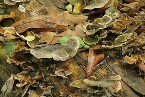 Mushroom Growing In A Forest photo