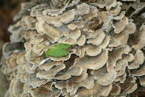 Mushroom Growing In A Forest photo