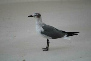 Seagulls On The Beach photo