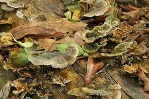 Mushroom Growing In A Forest photo