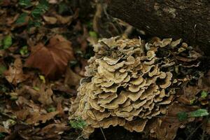 Mushroom Growing In A Forest photo