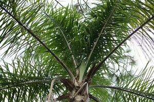 Palm Tree Growing In The Tropical Sun photo