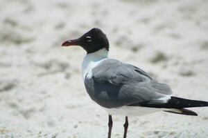 Seagulls On The Beach photo