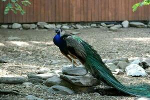 hermosa pavo real a un pájaro santuario en Florida foto