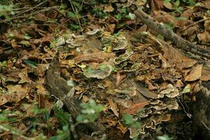 Mushroom Growing In A Forest photo