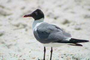 Seagulls On The Beach photo