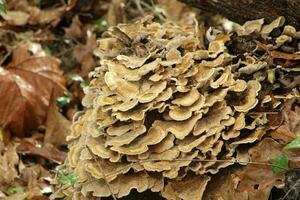 Mushroom Growing In A Forest photo