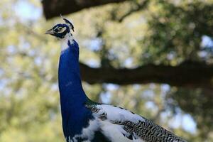 hermosa pavo real a un pájaro santuario en Florida foto