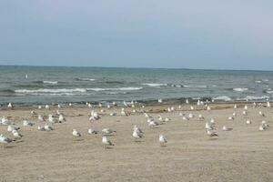 gaviotas en la playa foto