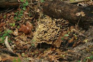 Mushroom Growing In A Forest photo