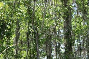 Landscape Along The Pearl River From A Boat On The Honey Island Swamp Tour In Slidell Louisiana photo