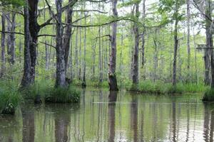 Landscape Along The Pearl River From A Boat On The Honey Island Swamp Tour In Slidell Louisiana photo