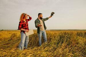 agricultores son cultivando trigo. ellos son disgustado porque también mucho lluvia destruido esta años trigo cultivo. ellos evaluar el daño. foto