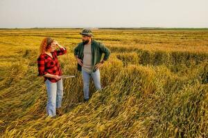 Farmers are cultivating wheat. They are displeased because too much rain destroyed this year's wheat crop. They assess the damage. photo