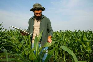 retrato de granjero quien es cultivando maíz. ella es examinando Progreso de plantas. agrícola ocupación. foto