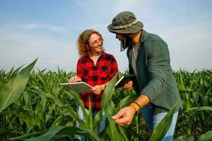 retrato de agricultores quien son cultivando maíz. ellos son examinando Progreso de el plantas. agrícola ocupación. foto