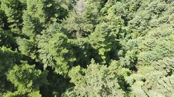 Fly with drone on dense forest video