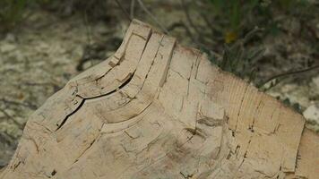 Petrified forest in which tree trunks have fossilized video