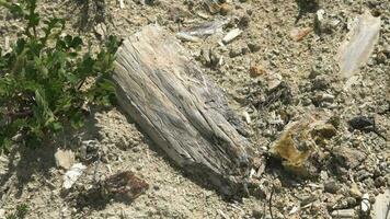 Petrified forest in which tree trunks have fossilized video