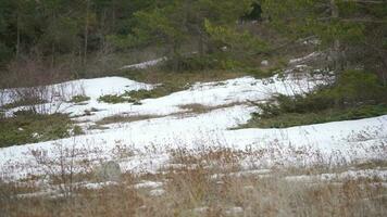 Natural snowy forest floor in spring video