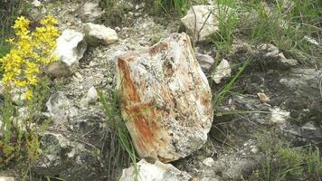 Petrified forest in which tree trunks have fossilized video