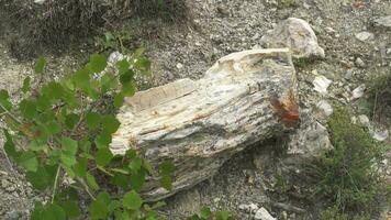 Petrified forest in which tree trunks have fossilized video