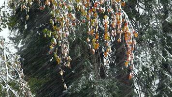 naranja otoño hojas debajo nevada en el bosque video