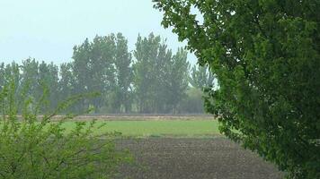 pesado lluvia en arboles en prado video