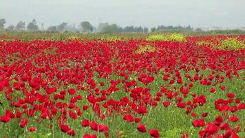 Crowded Dense Red Poppy Flowers Floriculture Field video