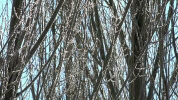 tempo gelo cristais e hoar geadas em sem folhas árvore galhos dentro luz solar video