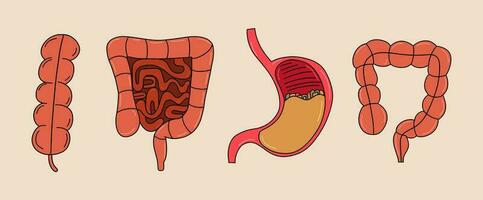 Human gastrointestinal tract organs set. Vector illustration in a flat style.