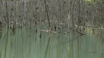 sec sans feuilles arbre branches et tronc dans inonder Lac l'eau video