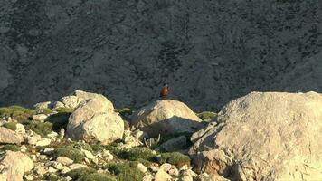 sauvage shelduck dans sol terre video