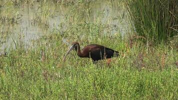 natürlich echt wild braun glänzend ibis mit lange und gebogen Schnabel video