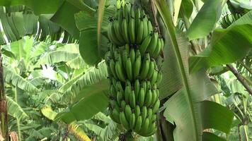bundels van groen onrijp vers bananen groeit Aan een banaan boom video