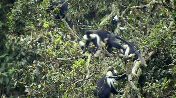 nero bianca colobo scimmia e colobi scimmie a naturale ambiente su foresta pluviale alberi nel Africa video