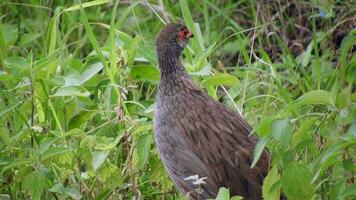 ein wild rothalsig Spurhühner Vogel im das Wiese im Afrika video