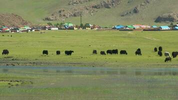 Yak Cattle Crossing the River's Waters in the Mongolian Meadows video