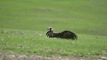 Vulture That Spreads its Wings video