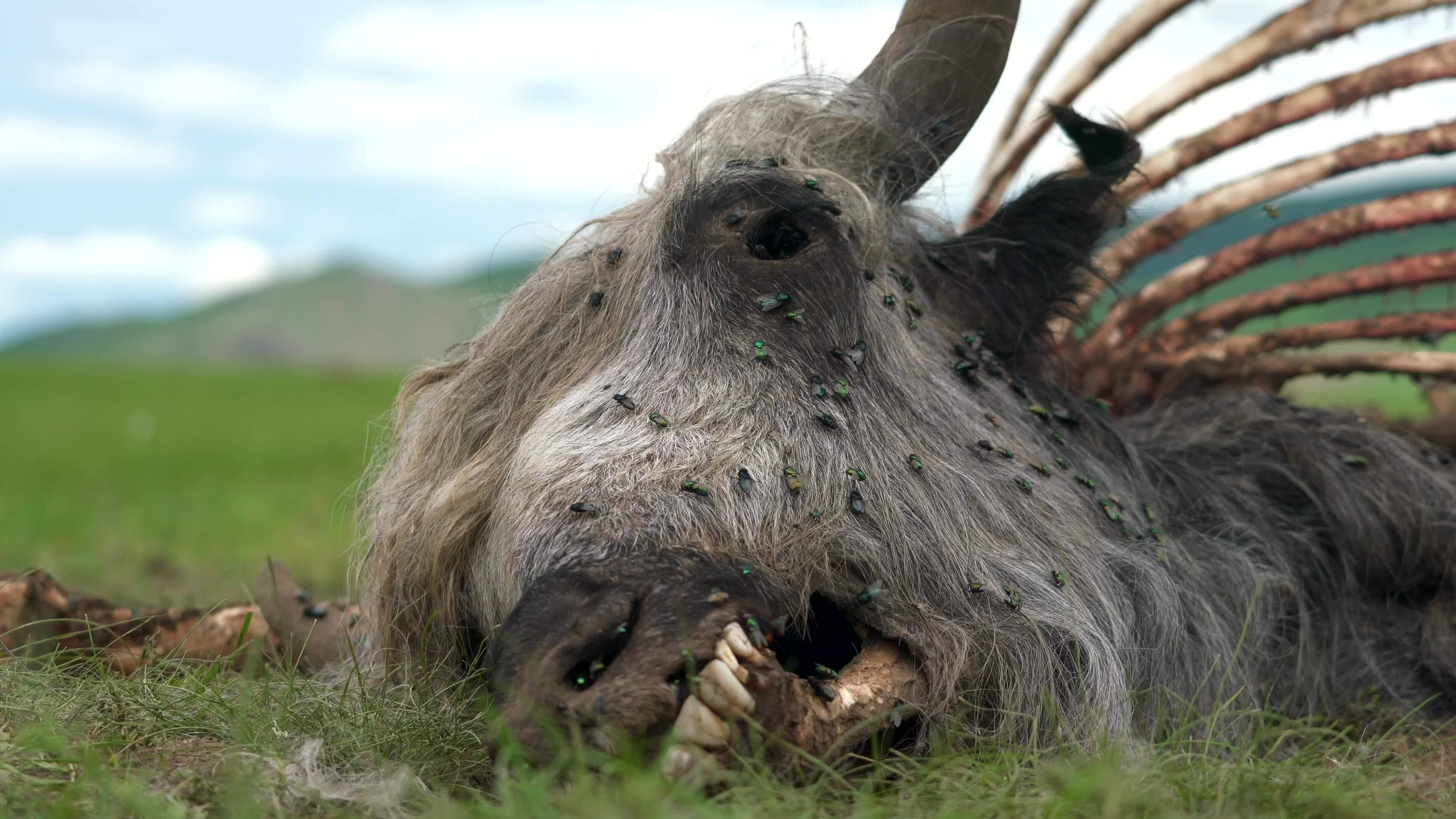 Animals Dying Stock Video Footage For Free Download Animals Dying Stock Video Footage For Free Download