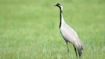 real selvagem guindaste pássaros caminhando dentro natural Prado habitat video