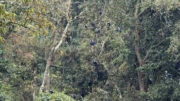 negro blanco colobo mono y colombino monos a natural ambiente en selva arboles en África video