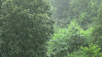 schwer stark Regen im dicht Laubblatt Grün Wald video